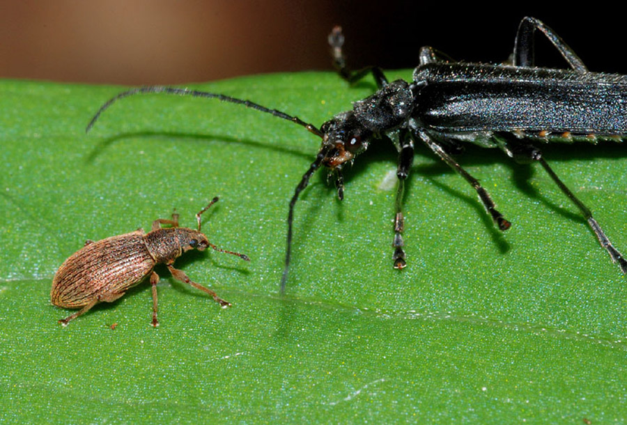 Cantharidae: Cantharis gr. tristis